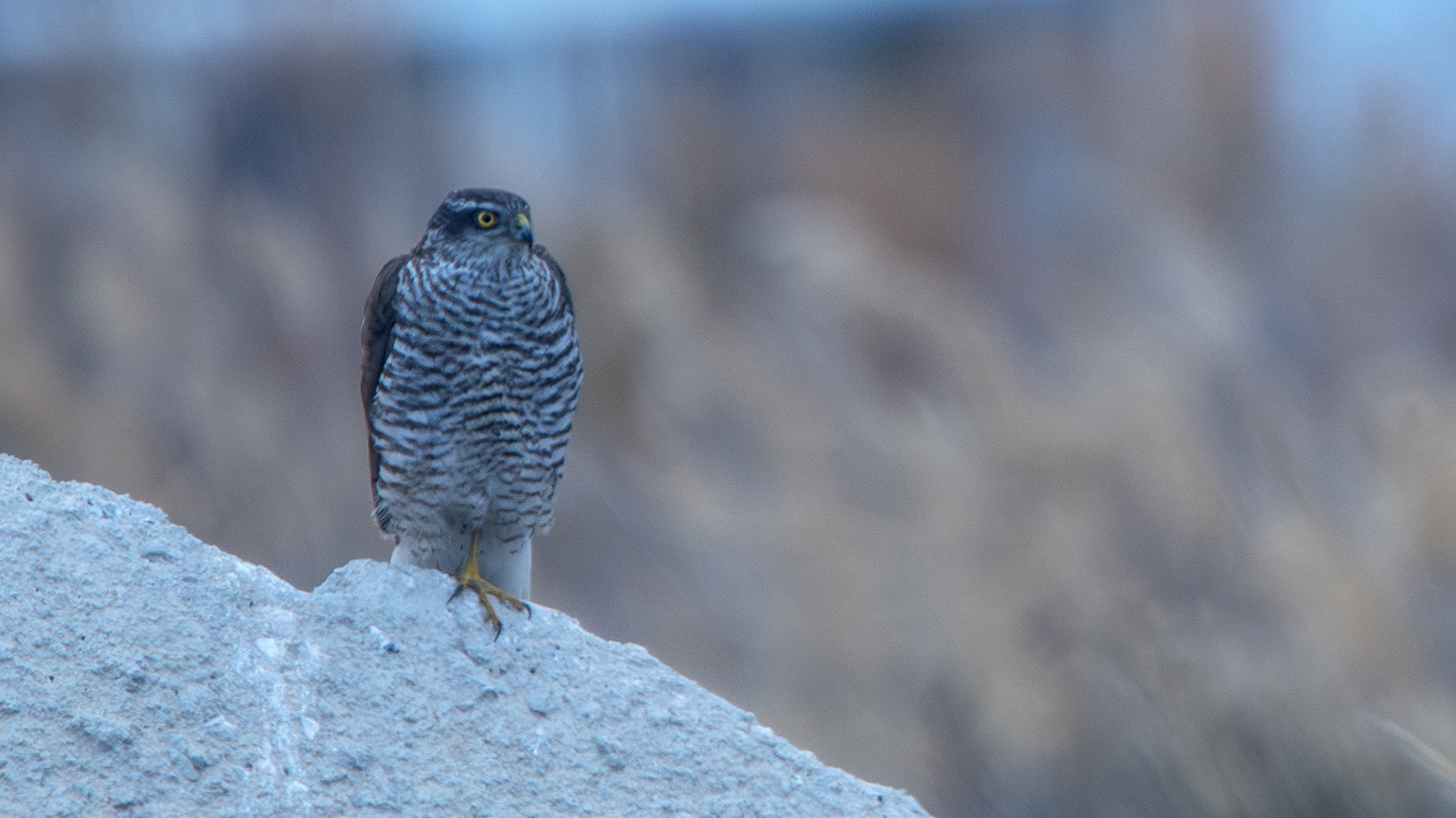 Eurasian Sparrowhawk